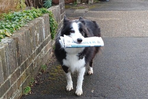 Dog Friendly Sussex: Meet the adorable pooch known locally as 'the newspaper dog'