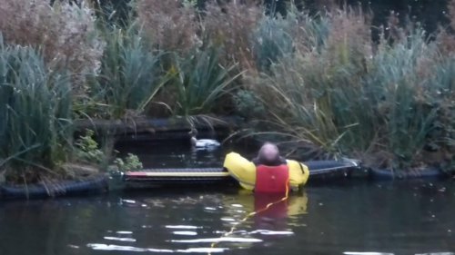 WATCH: Duck trapped in floating planter in Hastings rescued by East ...