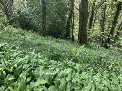 Bluebells, Wild Garlic and Sustainable Capitalism at a Crossroads
