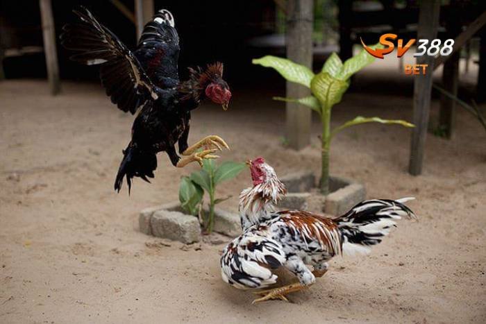GÀ CHÚ ĐỰC LỘI NGƯỢC DÒNG