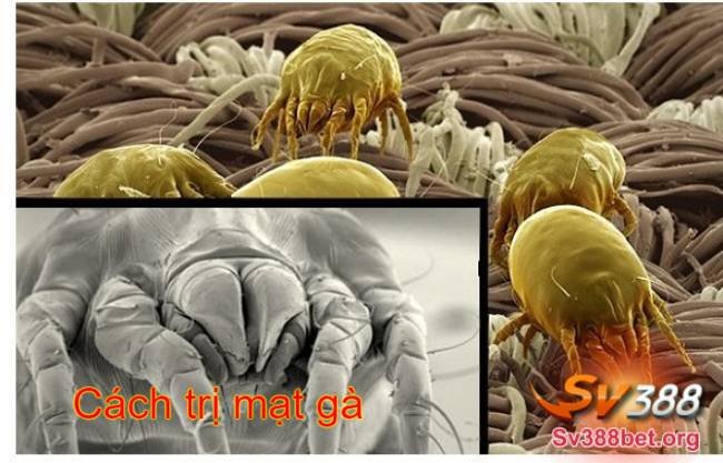 cach tri mat ga cover image