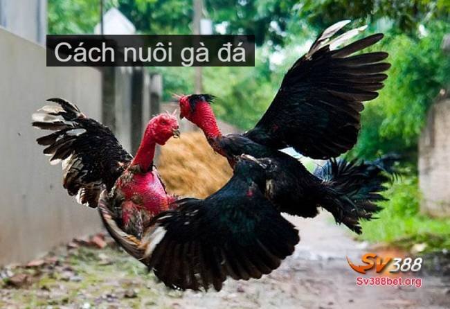 cách nuôi gà đá cover image