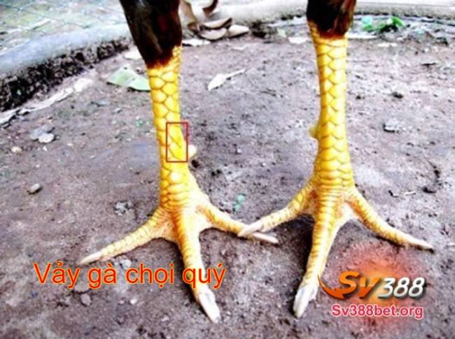 vảy gà chọi quý cover image