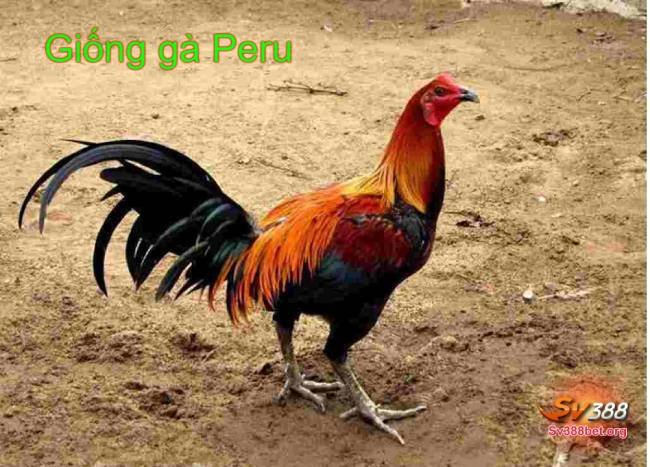 Gà Peru cover image