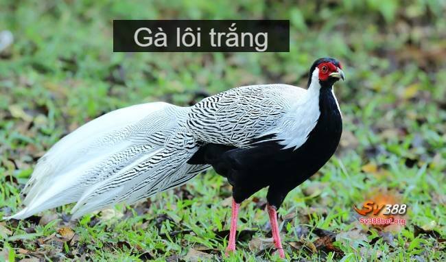 Gà lôi trắng cover image