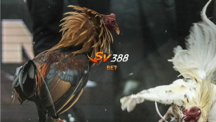 TRẬN GÀ ĐẲNG CẤP TRONG NGOÀI HƠN 2 TỶ