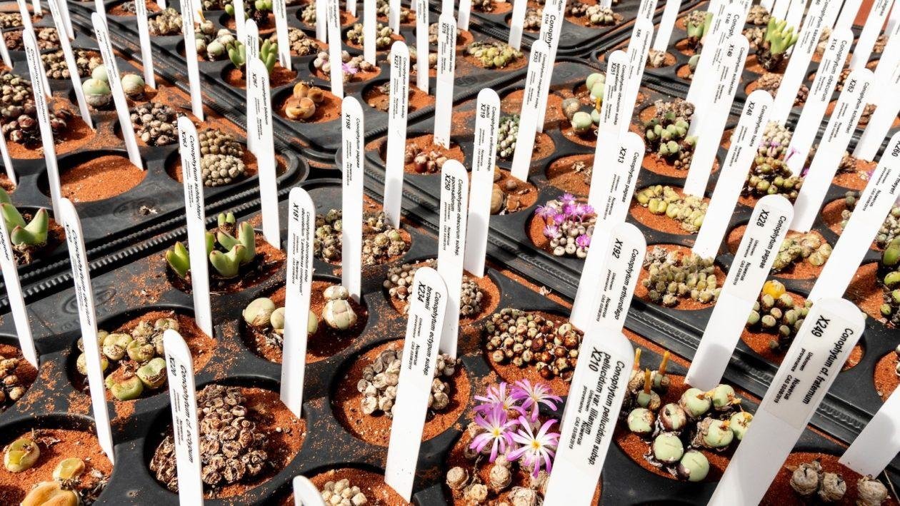 A Craze for Tiny Plants Is Driving a Poaching Crisis in South Africa
