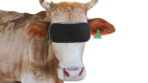 The Tragic Reason These Cows Are Wearing VR