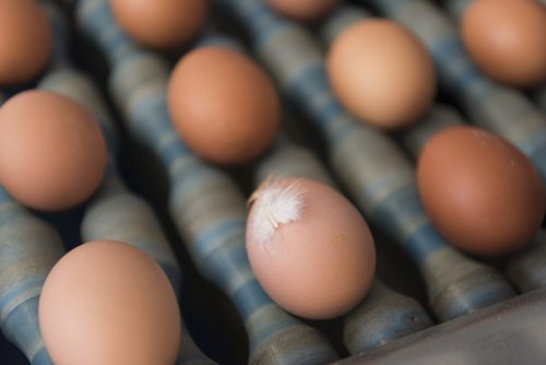 Eierknappheit zwingt die Lebensmittelindustrie zum Umdenken