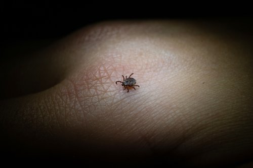 Tick-borne encephalitis cases double in Switzerland compared to previous year - SWI swissinfo.ch