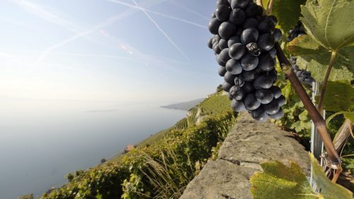 ワインの「指紋」からワインの産地を特定 ジュネーブ大