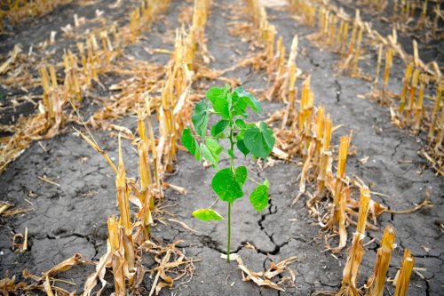 Einst Verursacherin, jetzt Opfer des Klimawandels: Die Landwirtschaft sucht nach Gerechtigkeit