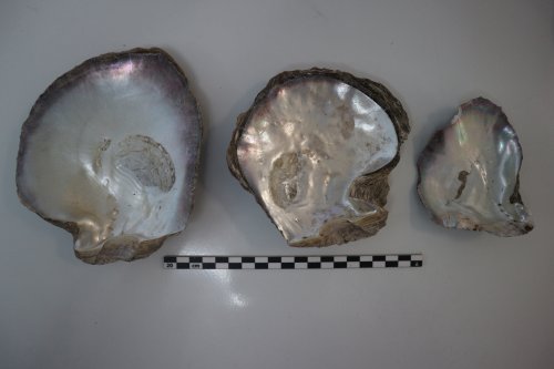 Mysterious pearl shells unearthed in French Polynesia