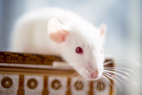 Scientists stop and reverse aging in mice