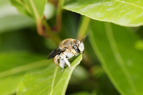 Bees manipulate plants into flowering early by intentionally damaging them