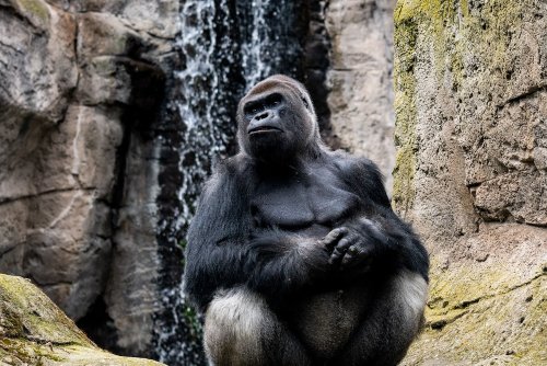 Gorillas are inventing new words for communicating with humans