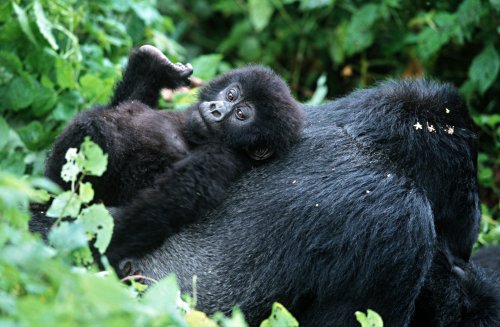 When young gorillas are orphaned, the rest of the troupe apparently adopts them