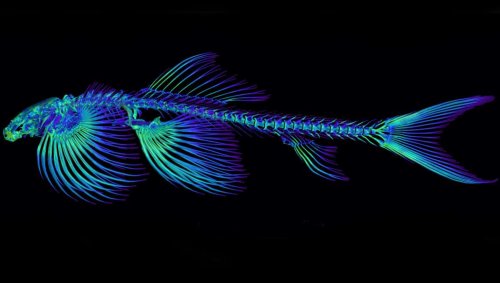 These are the only living fish that can walk like tetrapods, and they only get creepier
