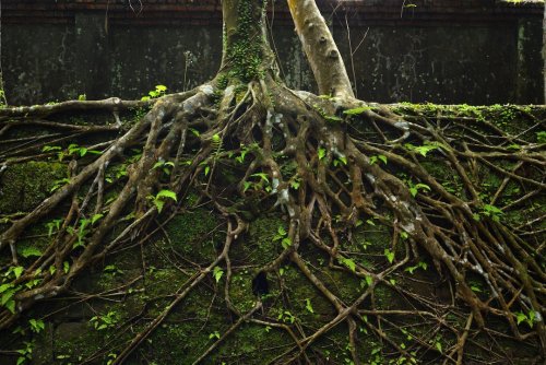 The evolution of tree roots nearly ended life on Earth