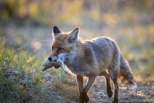Scientists spy the first ever fishing fox