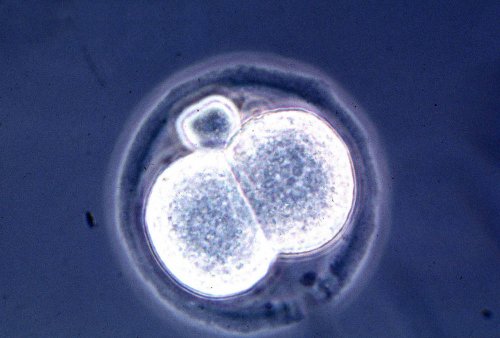 Mouse embryos from scratch, no sperm or egg required