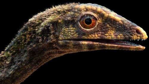 Strange fuzzy lizards are solving the prehistoric mystery of how pterosaurs flew onto the scene