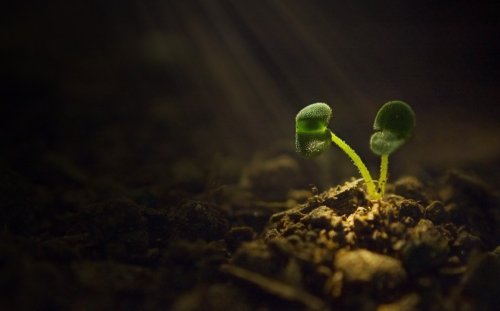 Artificial photosynthesis could let hybrid plants make food without sunlight
