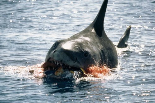 Why Is Someone Swimming 6 Miles a Day Through the "Shark-Infested" Waters from Jaws?