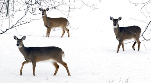 Extending NY deer season into the holidays is bad for deer and people (Your Letters)