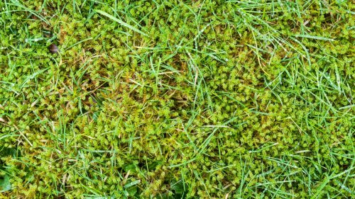 Tipps: Moos im Rasen einfach entfernen – was wirklich hilft