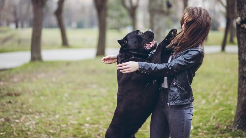 Hunde: So gewöhnen Sie Ihrer Fellnase das Hochspringen ab | Tipps