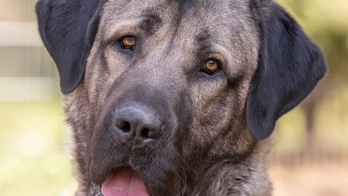 Tierheim Nürnberg: Neues Zuhause für Kangal Bozo gesucht