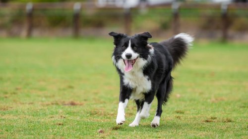 Hunde: Diese Rassen sind besonders intelligent und lernfähig