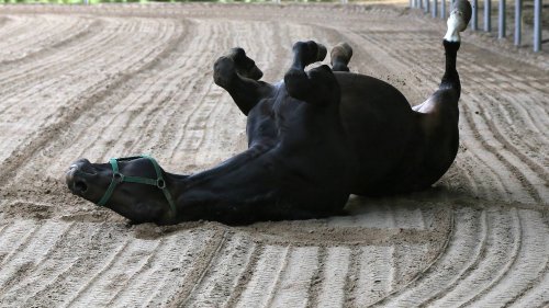 Syke: Fremde füttern Pferd mit Zwiebelbaguette – Tier eingeschläfert