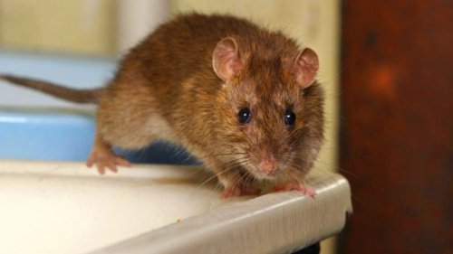 Frau lebte mit 800 Ratten in ihrer Wohnung – Hunderte Tiere befreit