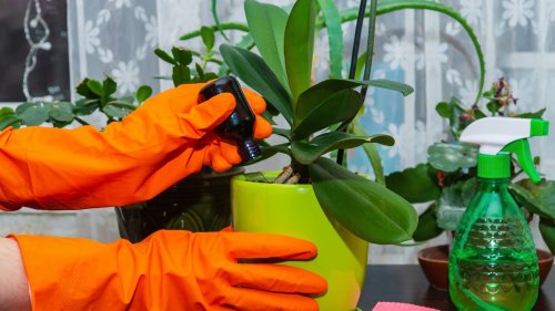 Orchideen düngen mit Hausmitteln: Natürliche Dünger für reiche Blütenpracht