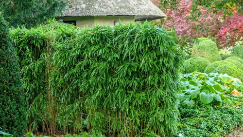 Bambus im Garten: Diese Pflege-Tipps müssen Sie beachten