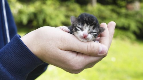 "Muss bestraft werden": Unbekannte lassen Babykatzen zurück – Peta setzt Belohnung aus