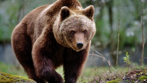 Begegnung mit einem Bären: So sollten Sie sich verhalten