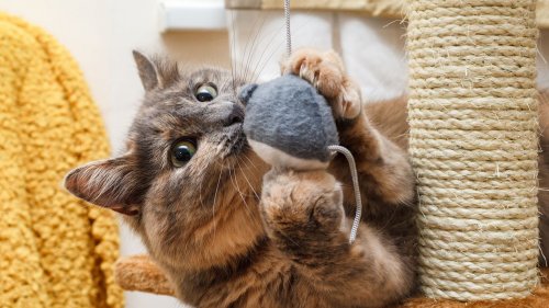 Das beste Katzenspielzeug: Bewegung, Spaß und Abwechslung für Katzen