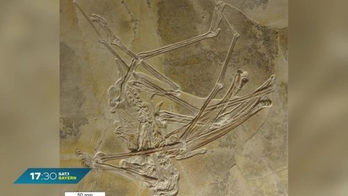 Fossil von unbekannter Dino-Art entdeckt