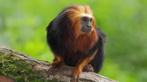 Ausflugstipp Braunschweig: Tierpark Ströhen hat Goldkopf-Löwenäffchen
