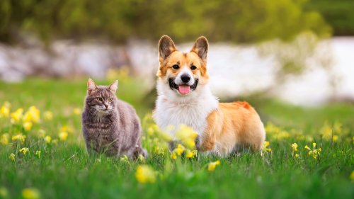 Vogelgrippe bei Füchsen: Was bedeutet das für Hunde und Katzen?