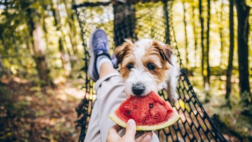 Welches Obst dürfen Hunde essen?