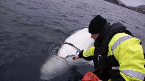 Russische Geheimwaffe? Beluga-Wal lässt Experten erneut rätseln