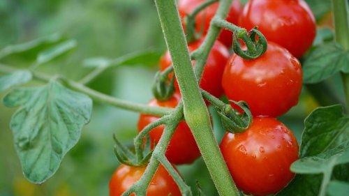 Tomaten richtig gießen: Das sollten Sie beachten - so geht's