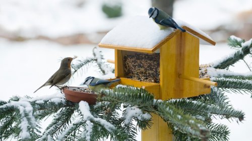 Schöne Vogelhaus für den Garten: Fünf Futterstellen für alle Vogelarten
