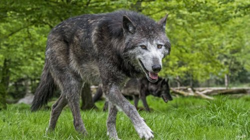 Hannover: Problemwolf darf erschossen werden