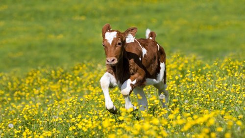 Baden-Württemberg: Polizei verfolgt Kalb mit Hubschrauber und Jäger
