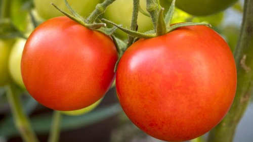Tomaten ausgeizen: Wann und wie es richtig geht
